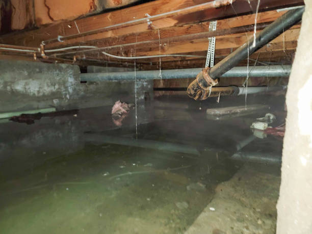 Best Ceiling water damage repair  in Douglas, AZ