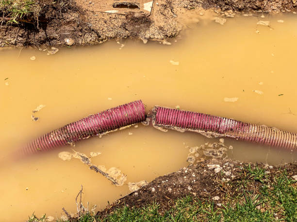 Best Water damage cleanup near me  in Douglas, AZ